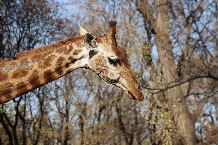Giraffe, Animal, Mammal, Head, Long-necked, Long-legged, Fauna, animals in the wild, africa, safari animals, tree