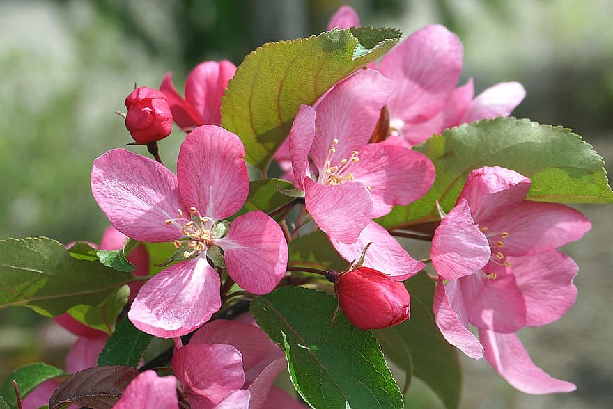 malus spectabilis, lyserøde blomster, blomster, kronblade, pink kronblade, æbleblomster, flor, flora, blade, blad, tæt på