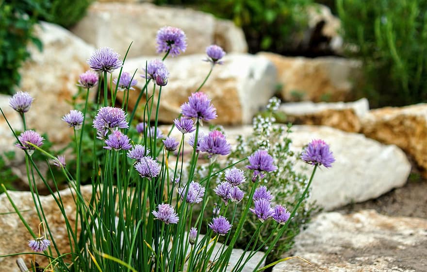 cebolletas, las flores, jardín, Flores moradas, flores violetas, flores de cebollino, floración, flor, planta, hierbas culinarias, jardín de piedra