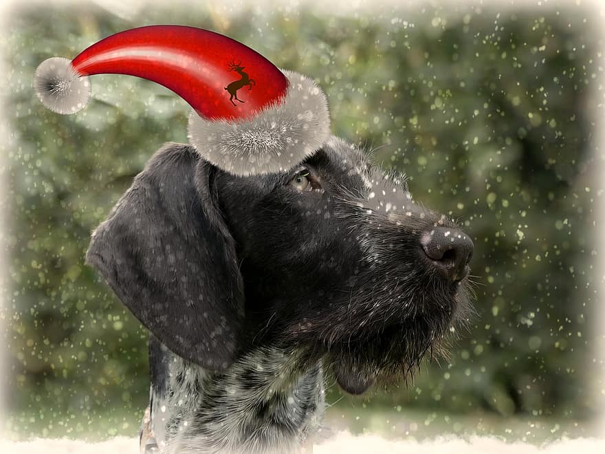 Hund, Weihnachten, Weihnachtshund, Tier, Tierwelt, Weihnachten acht Mann Hut, Deckel, Bommelmütze, Spaß, Winter, Fröhliche Weihnachten