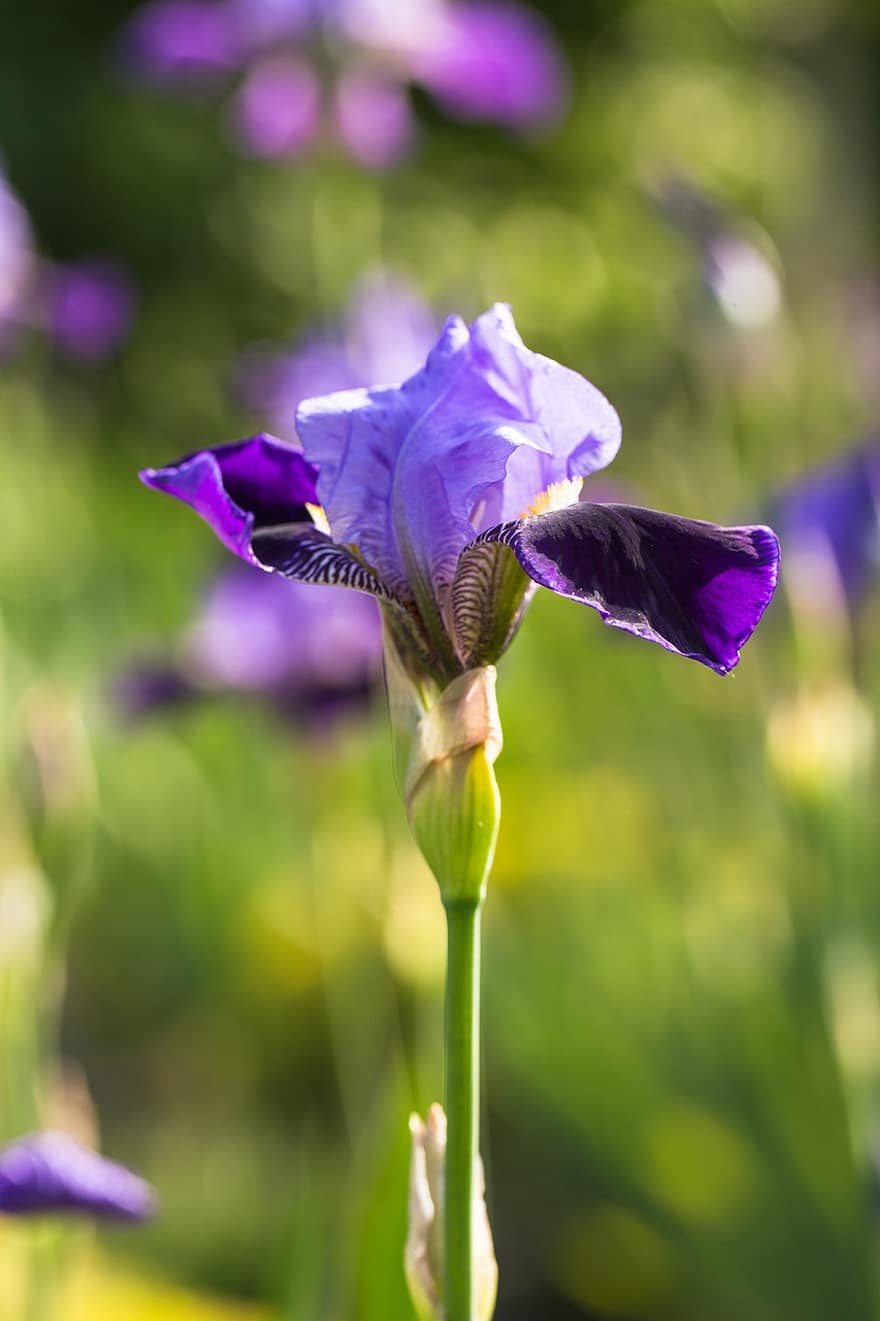 iris, flor, planta, flor Purpura, pétalos, floración, jardín, naturaleza