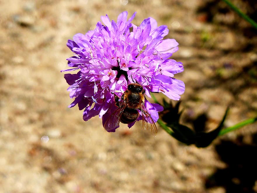 Příroda, květ, hmyz, včela, jaro, rostlin, modrý, zahrada, krása, Krásná