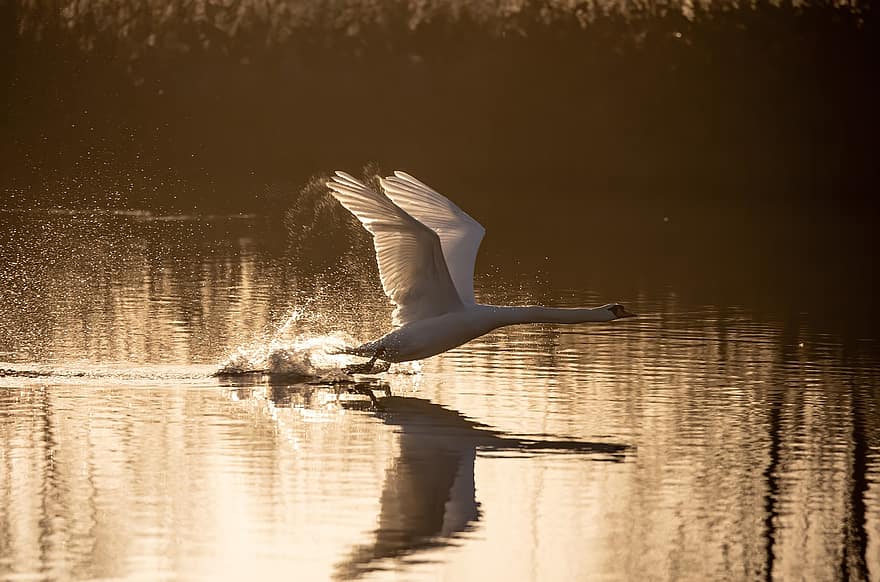 Swan, Bird, Animal, White Swan, Wings, Flight, Water, River, Waterfowl, Water Bird, Aquatic Bird