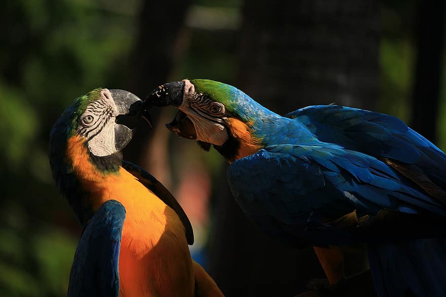 Macaw albaștri și galbeni, macaws, pereche, păsări, papagali, ara ararauna, cocoțat, penaj, pene, ave, aviară