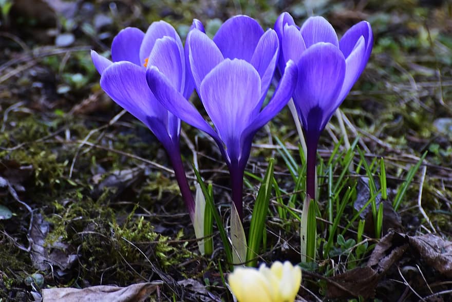 крокусы, фиолетовые цветы, весна, луг, цветок, завод, крокус, крупный план, головка цветка, лепесток, цвести