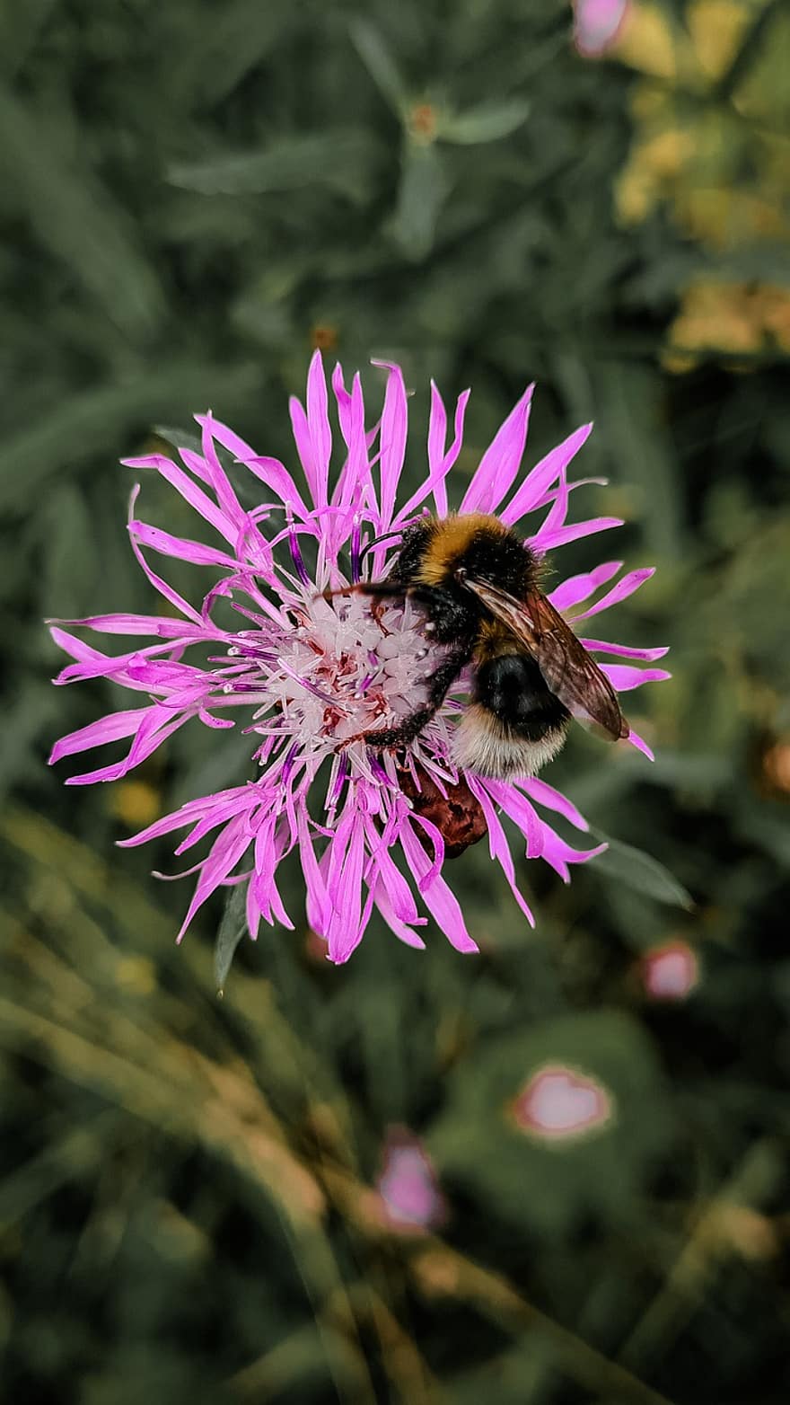 bumblebee, abelha, flor, centaurea, inseto, Flor rosa, plantar, natureza