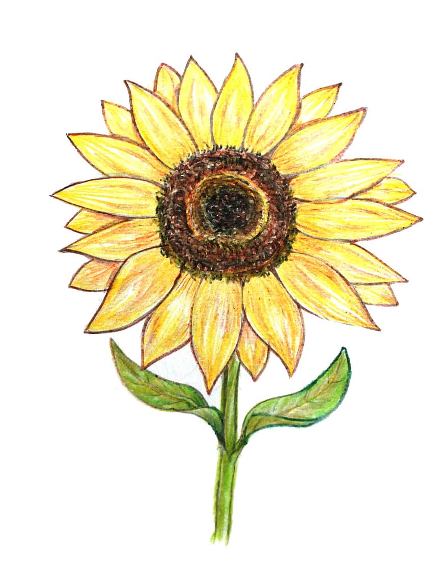 слънчоглед, цветни моливи, чертеж, украса