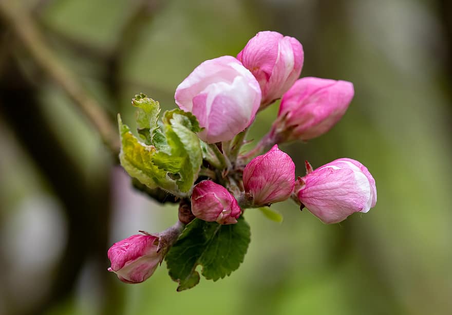 ābolu ziedi, ziedi, pumpuri, filiāle, rozā ziedi, zied, zieds, Ābele, pavasarī, flora, raksturs