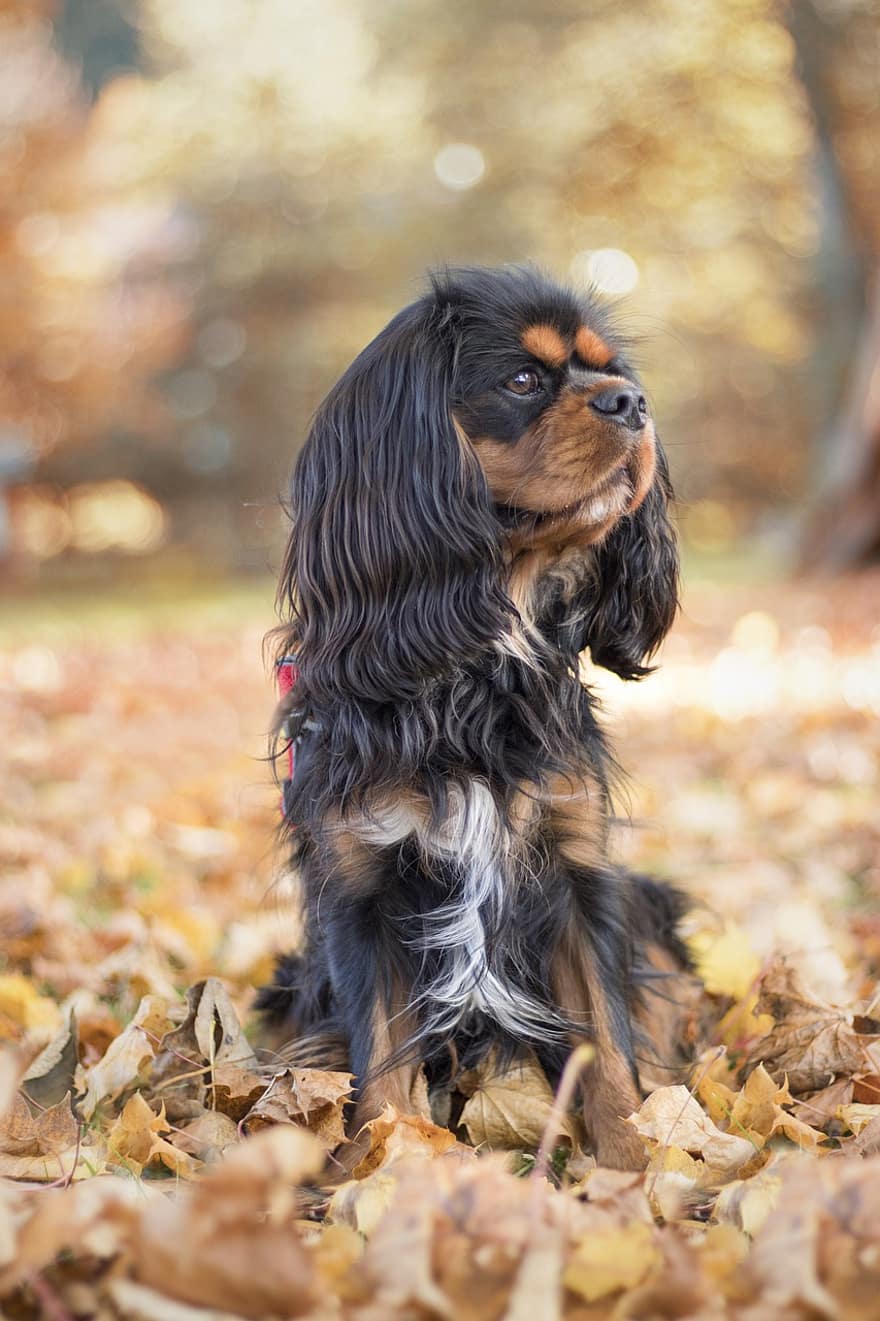 cão, animal, Cavalier King Charles Spaniel, cão doméstico, cãozinho, cachorrinho, canino, mamífero, fofa, adorável, peludo