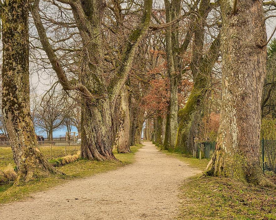Path, Trail, Trees, Spring, Tree Lined Avenue, Fall, Nature, tree, forest, autumn, footpath