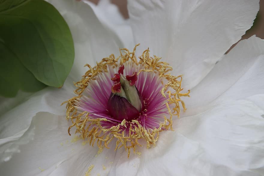 bujor, floare, pistil, petale, floare albă, albe de petale, a inflori, inflori, polenizare, floră, botanică