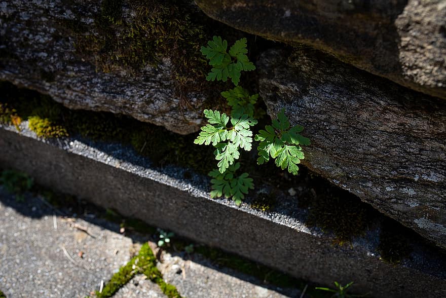le foglie, erbacce, piante, muro di pietra, verde