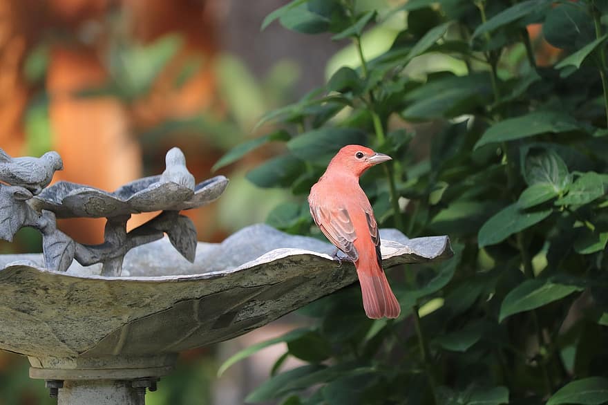 uccello, vaschetta per gli uccelli, piante, colorato, natura, animale