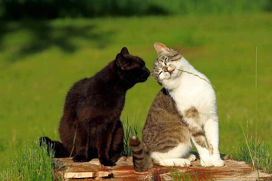 коты, приближение, Чтобы узнать, любить, флиртовать, Домашняя кошка, портрет кота