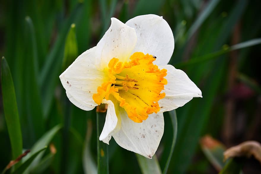 Flower, Daffodil, Narcissus, Trumpet Flower, Vegetable, Bulbous Plant, Easter Flower, Spring Flower, Petals, Flora, Botany