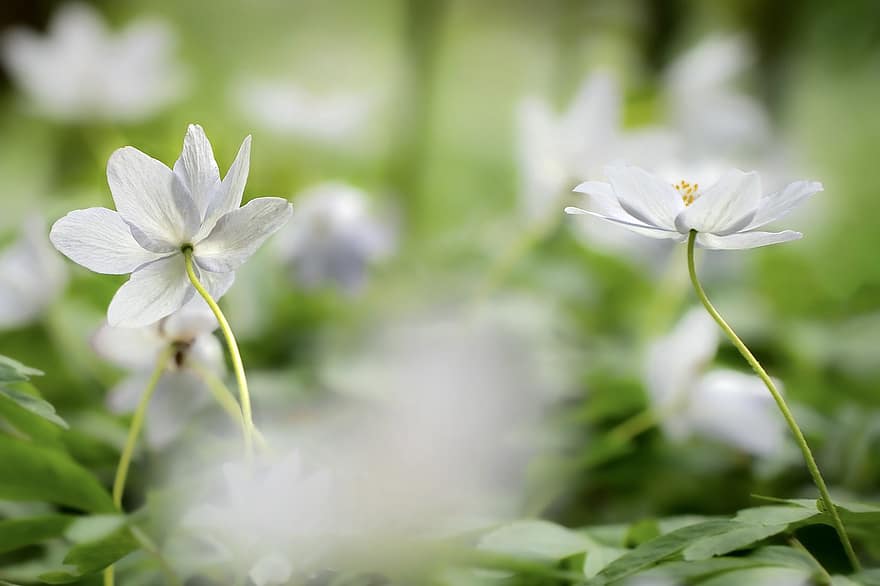 Forest Anemone, Flowers, Plants, White Flowers, Anemone, Petals, Bloom, Flora, Blossom, Meadow, Garden