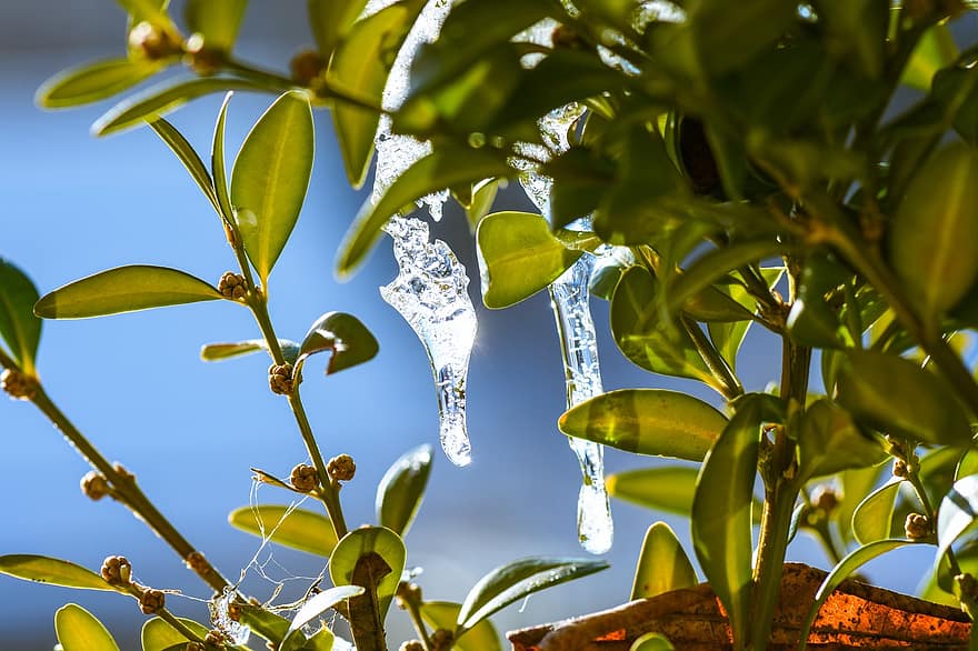 frunze, frunziş, îngheţ, sloi de gheaţă, picatura de apa, cristale, îngheţat, reflecţie