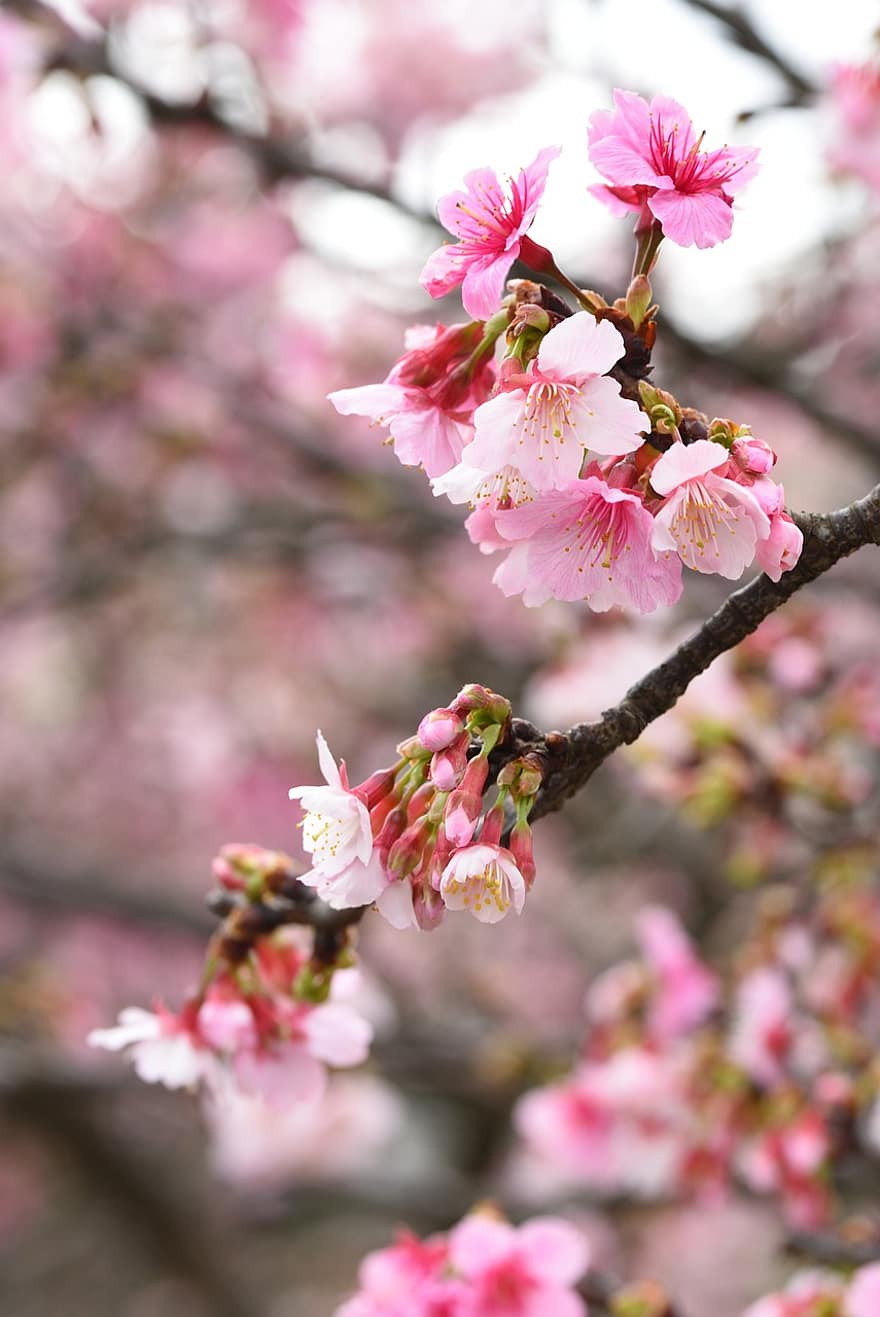 kwiaty, sakura, cerasus campanulata, płatki, Oddział, pąki, drzewo, flora, wiosna, kolor różowy, kwiat