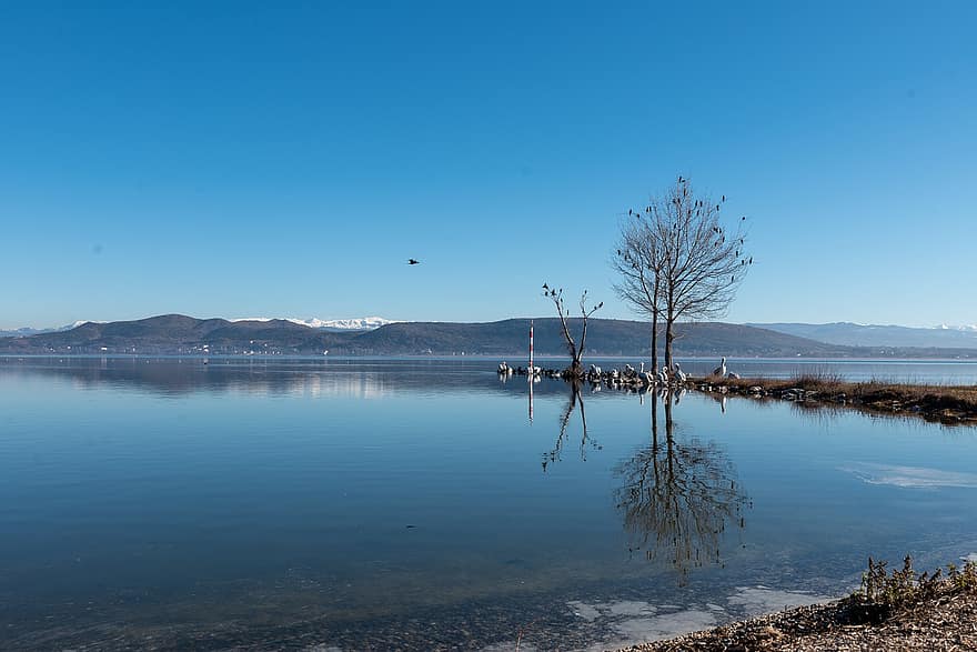 ทะเลสาป, นก, ธรรมชาติ, ภูเขา, ต้นไม้, เกาะอยู่, ริมทะเลสาบ, ฤดูหนาว, หนาว, ที่สวยงาม, Kastoria