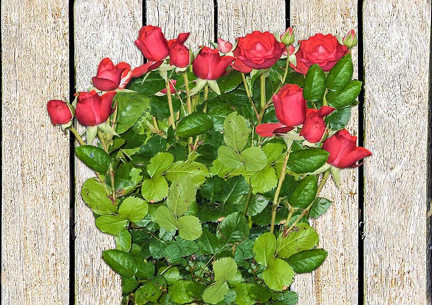 Rosen, rot, rote Rose, Blume, Rosenblüte, Gartenrose, Pflanze, blühen, wunderschönen, Natur, Flora