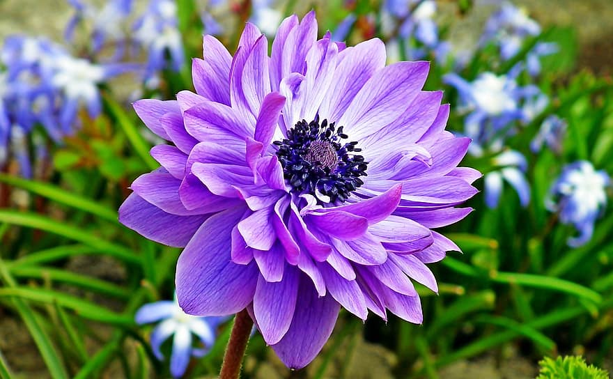 anemone, fiore, giardino, fiore viola, fiore primaverile, petali, petali viola, fioritura, fiorire, flora, pianta