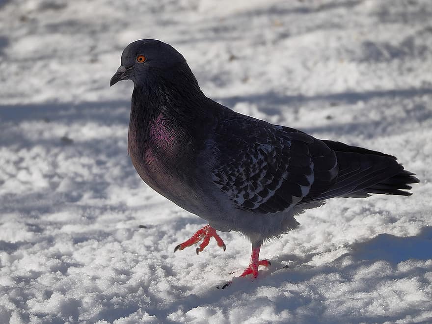 Snow, Winter, Pigeon, Nature, Bird, Dove, beak, feather, animals in the wild, one animal, close-up