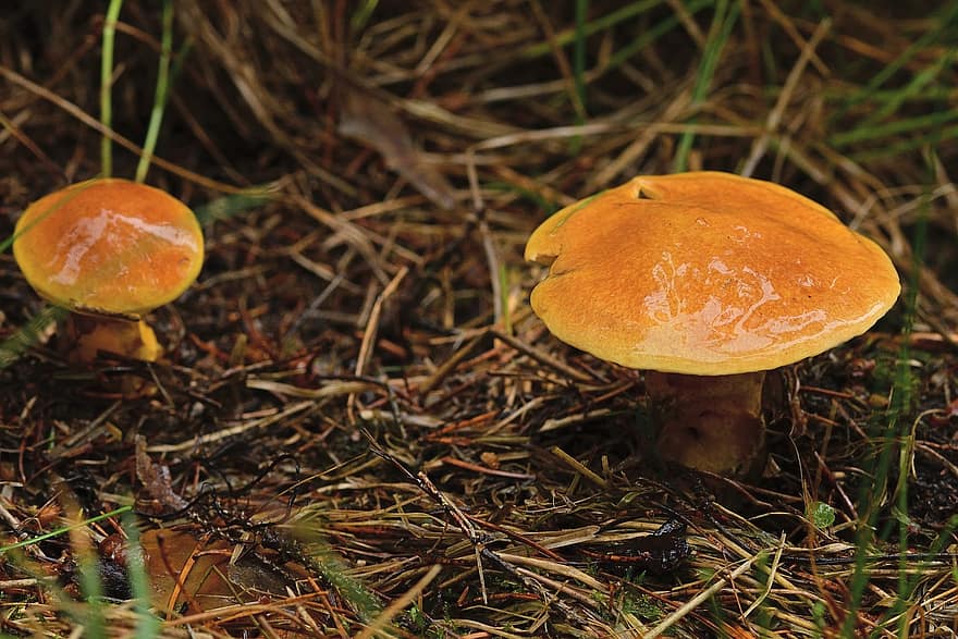 грибы, suillus grevillei, желтый, съедобный, гриб, лес, деревянный пол, шапка, лесной гриб, влажный, рац
