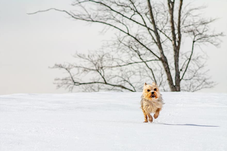 Yorkshire Terrier, chien, animal de compagnie, canin, animal, fourrure, museau, mammifère, portrait de chien, le monde animal, hiver