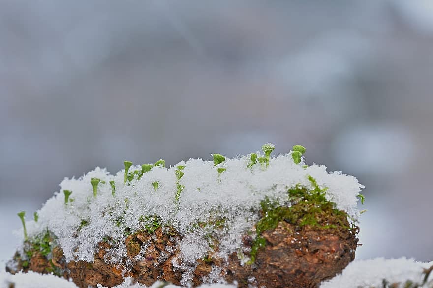 Pinecone, Cup Weaving, Snow, Moss, Nature, Winter