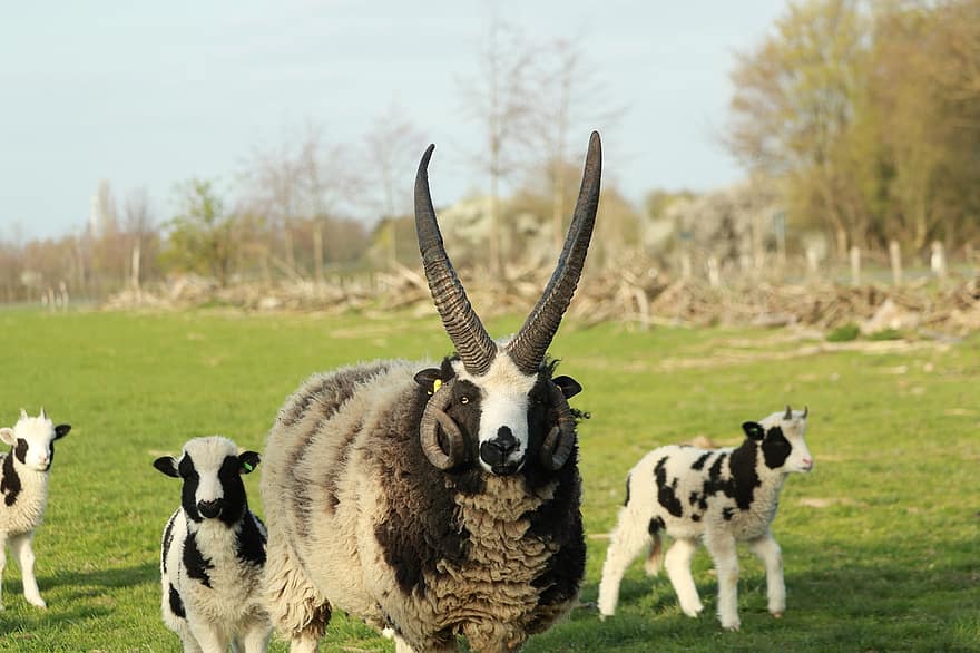 lã, ovelha, chifres, pasto, Prado, agricultura, rural, panorama, cordeiros, rebanho de ovelhas, Cordeiro