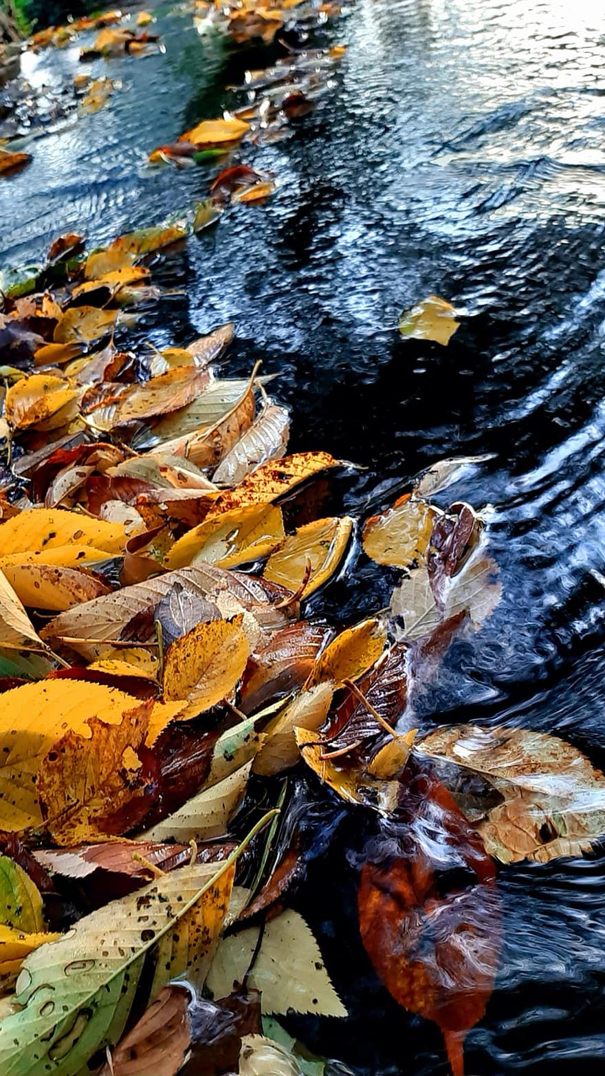 川、葉、秋、落ち葉