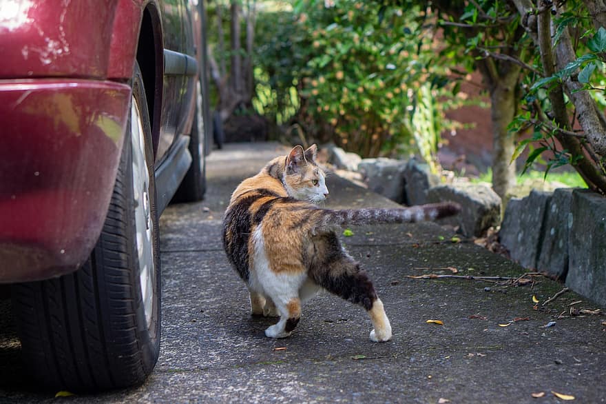 kaķis, kaķi, auto, piebraucamais ceļš, transportlīdzekli