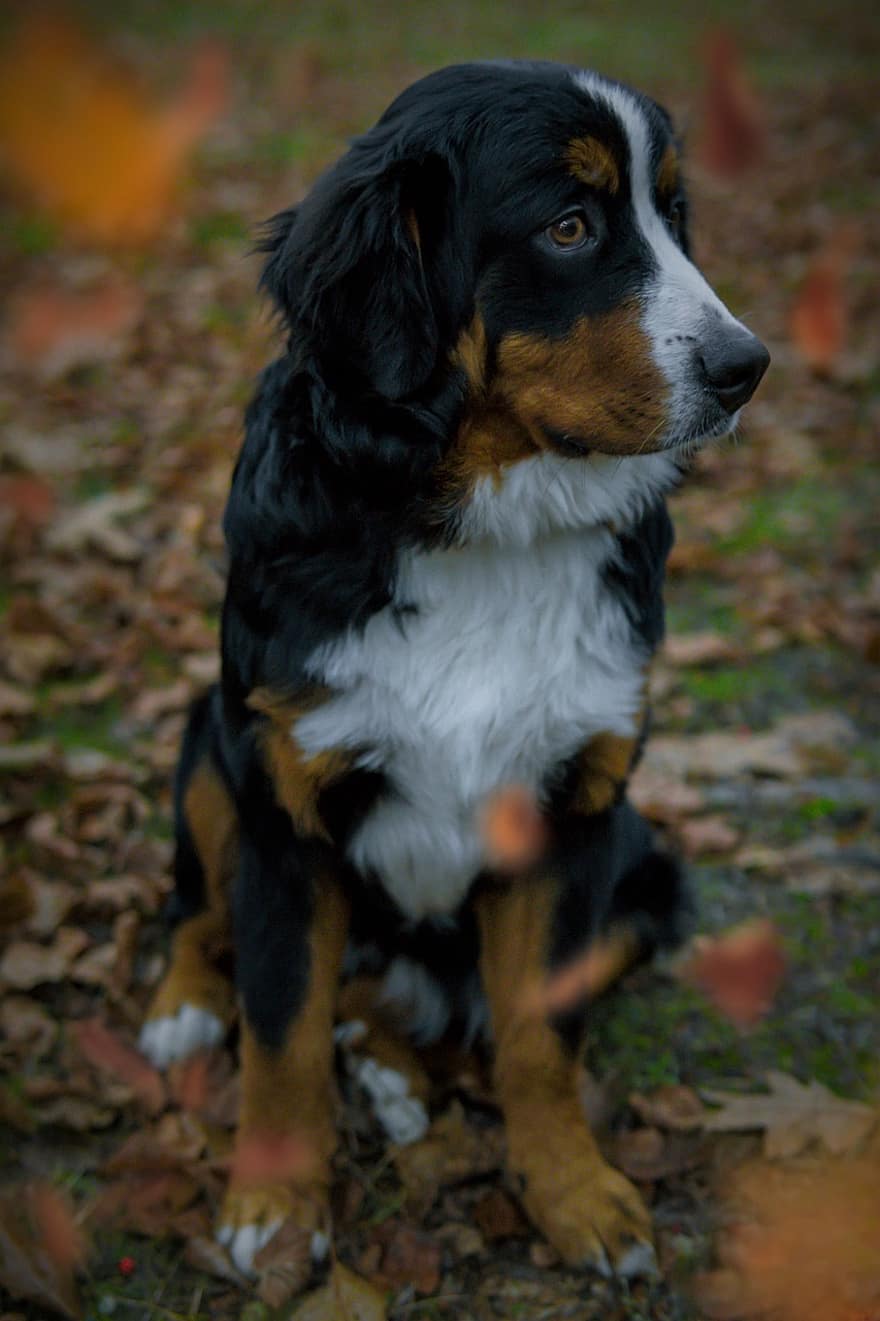 Bernese dağ köpeği, köpek, Evcil Hayvan, hayvan, oturma, kürk, burun, memeli, köpek portre, hayvan dünyası, yapraklar
