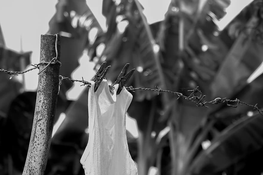Clothes Line, Shirt, Wiring, Monochrome, Laundry, close-up, clothing, black and white, clothesline, summer, leaf