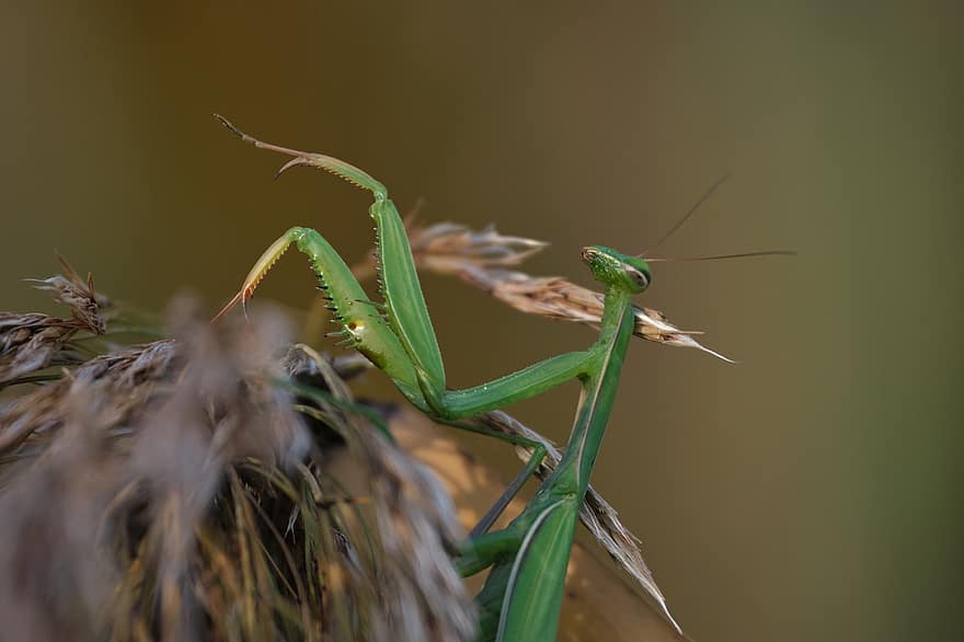 कीड़ा जो अपने अगले पैर को इस तरह जोड़े रहता है मानो प्रार्थना कर रहा हो, कीट, एक प्रकार का कीड़ा, हरा, Mantodea, प्रकृति, जानवर, कीटविज्ञान, क्लोज़ अप, वन्यजीव