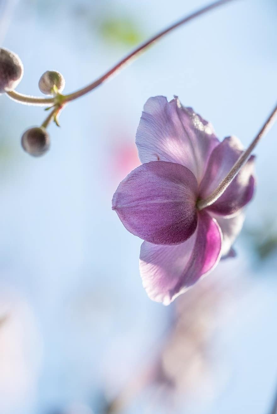 ιαπωνική ανεμώνη, λουλούδι, φυτό