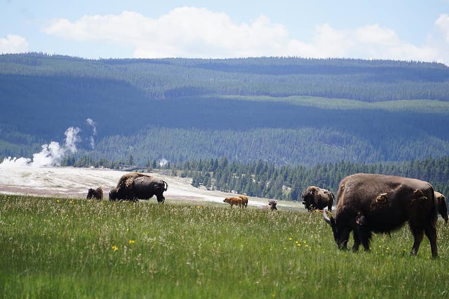 Yellowstone, búfalo, bisonte, animais, bezerros
