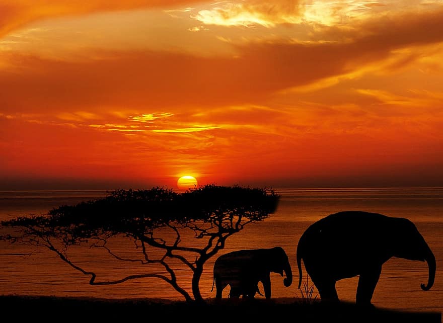 слон, дерево, Африка, фантазія, природи, краєвид, пустеля, сафарі, дикі тварини, хмари, тваринний світ