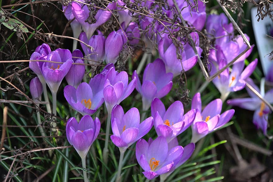 krokusai, gėlės, violetinės gėlės, žiedlapių, violetinės žiedlapės, žydi, žiedas, flora, augalai, pavasario gėlės, augalų