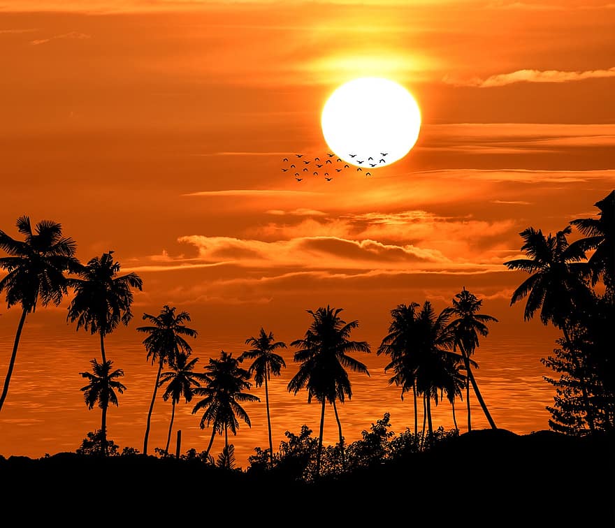 posta de sol, palmeres, naturalesa, illa, festa, crepuscle, sol, vespre, silueta, llum solar, sortida del sol