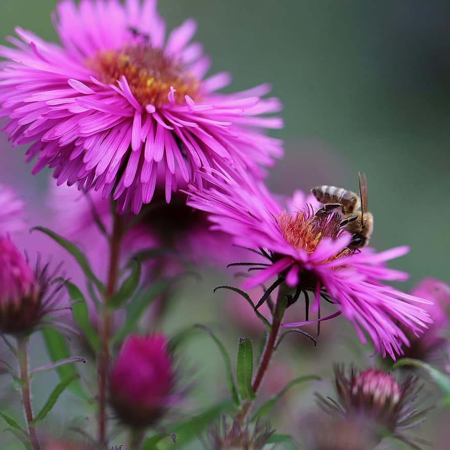 bij, insect, asters