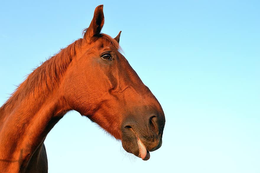 hest, ranch, gård, riding, hodet til, utendørs, dyr, brun, Språk