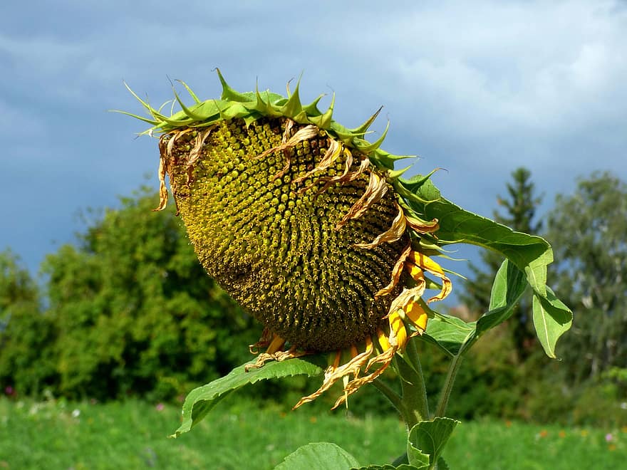 Sunflower, Flower, Botany, Nature, Petals, Summer, Plant, Growth, Bloom