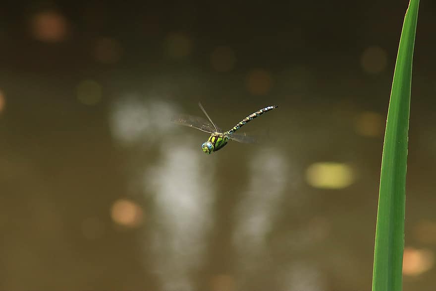 insekt, trollslända, entomologi, arter, makro, närbild, makrofotografi, flygande, grön färg, sommar, djur vinge