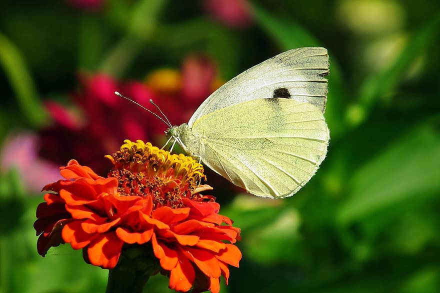 vlinders, insecten, coulissen, bloemen, zinnia, natuur, zomer, detailopname, insect, vlinder, multi gekleurd