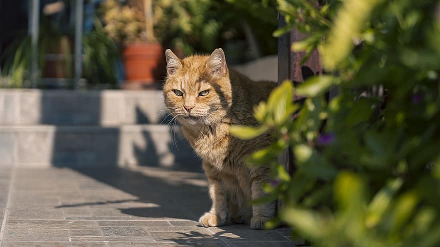 кошка, полосатый кот, оранжевый кот, задний двор, животное, домашние питомцы, милый, Домашняя кошка, кошачий, домашние животные, котенок