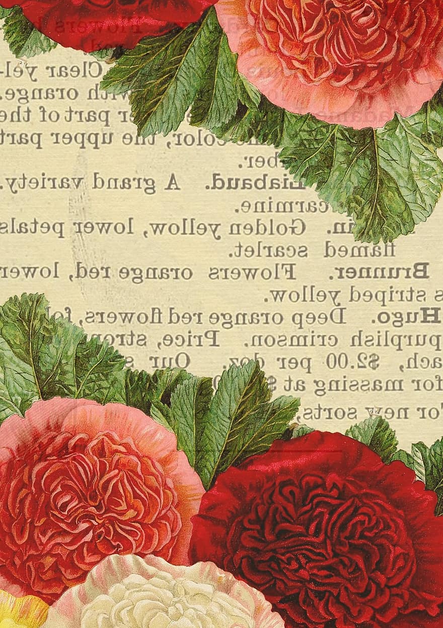 flores, fundo, página, texto, Rosa, vermelho, ramalhete, plantar, Pretty Vintage, composição, país