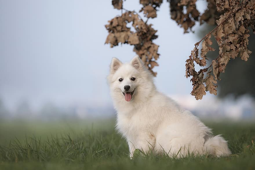 hund, hundehvalp, kæledyr, træ, blade, græs, ung, nuttet, japansk angriber
