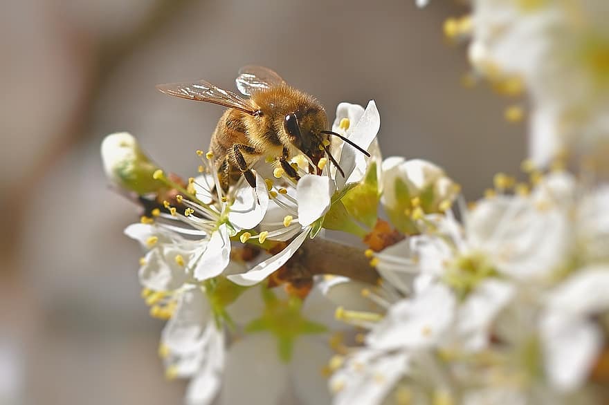 медоносна бджола, квіти, пилок, нектар, впритул, весна, запилюють, запилення, перетинчастокрилі, комаха, крилате комаха
