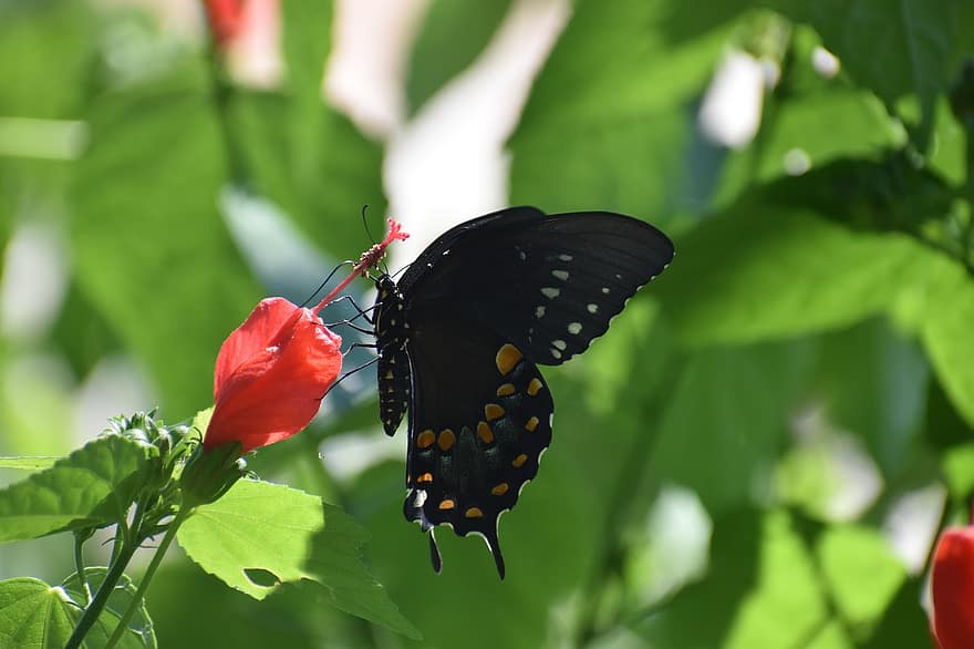 spicebush swallowtail, Motyl z zieloną chmurą, zapylanie, owad, ogród, Natura, entomologia, makro, szarańcza, Czarny motyl, muchy